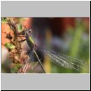 Lestes viridis - Weidenjungfer m01.jpg